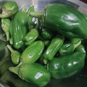 ピーマン,京みどり,ピーマン　(ニューエース),ガーデニング,ネコ好きの画像