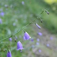 ツリガネニンジン,山野草,野の花,山野草大好きの画像