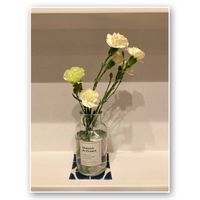 カーネーション,切り花の画像