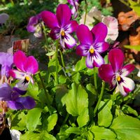 マーガレット,ビオラ,ビオラ,斑入りミセバヤ,マムの画像