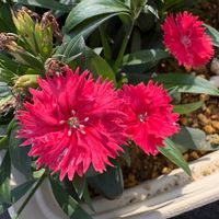 ナデシコの画像