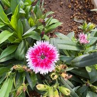 ナデシコの画像