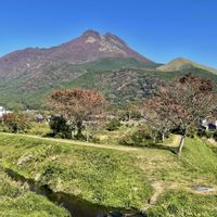 トリカブト,カエデ,山野草,山歩き,紅葉（こうよう）の画像