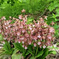 エビネ,エビネ,山野草,お蔵入りになりそうの画像