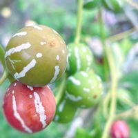 オキナワスズメウリ,山野草,実のなる植物,花のある暮らし,ウリ科の画像