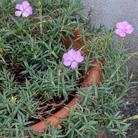 ナデシコの画像