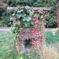 紅葉,ピーマン,ニンニク,廃墟,蔦屋敷の画像