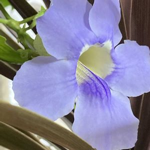 コルジリネ レッドスター,ベンガルヤハズカズラ,ベンガルヤハズカズラ,雪❄️の朝☃️,花のある暮らしの画像