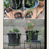 カンパニュラ,ヒューケラ,三日月ネックレス,エンジェルティアーズ,ヒューケラ フレッシュグリーンの画像