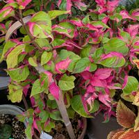 ピレア,トラディスカンティア,イレシネピンクファイヤー,カラーリ－フ,綺麗な葉っぱの画像