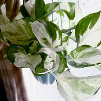 ポトス,斑入りポトス,ポトスステータス,ポトスステータス,ポトス ステータスの画像