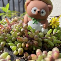 ルビーネックレス,シャビアナ,アガベ アメリカーナ,タヌキ祭り,バラと夢CLUBの画像