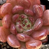 ピンクルビーの画像