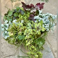 クローバー,モクビャッコウ,ヒューケラ,黒葉スミレ,ビオラ　ラブラドリカの画像