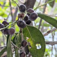 シャシャンボ,シャシャンボ,散歩,黒い実,季節を楽しむの画像