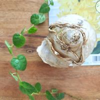 水栽培,ヒヤシンス球根,植物生活の画像