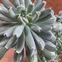 トップスプレンダー,多肉植物,エケベリア属,多肉群生,8日は葉っぱの発表会の画像