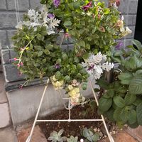 シロタエギク,タマスダレ,ハツユキカズラ,ビオラ,テディベアの画像