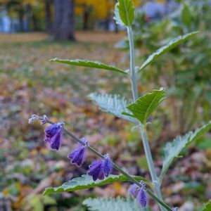 ロシアンセージの画像