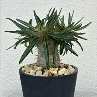 パキポディウム・グラキリス,実生,ベランダの画像