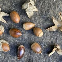どんぐり,シラカシ,スダジイ,シラカシのドングリ,スダジイの実の画像