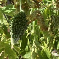 ゴーヤ,ゴーヤ,ご近所,マイペースに,心穏やかに♡の画像