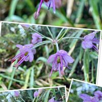 ラッキョウ,ヒガンバナ科,赤紫色の花,花咲く乙女たち♡,愛の花♡の画像