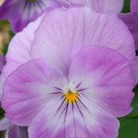 よく咲くスミレ,観葉植物,ベランダガーデン,リビング,癒しの画像