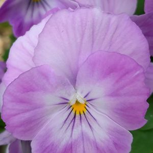 よく咲くスミレ,観葉植物,ベランダガーデン,リビング,癒しの画像