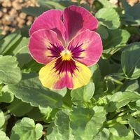 コスモス,コスモス,ブルーベリー,レモン,レモンの画像