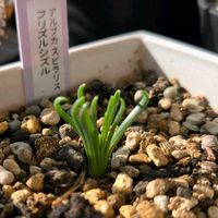 アルブカ,アルブカ スピラリス フリズルシズル,フリズルシズル,アルブカ スピラリス,ラピラリスの画像