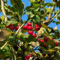 サンザシ,公園散歩,歩くの大好き♡の画像