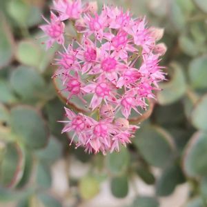 プランター,庭先,小さな庭の画像