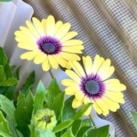 イチゴ,オクラ,キク,シシトウ,オスぺオスペルマムの画像