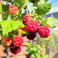 ラズベリー,実のなる植物,花のある暮らし,緑のある暮らし,ベランダの画像