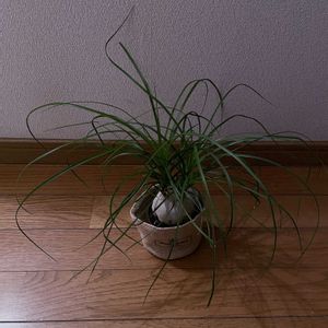 観葉植物,ポニーテール,iPhone撮影,階段/廊下の画像