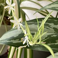 コダカラソウ,パイナップル,オリヅルラン,アグラオネマ・シルバークイーン,8日は葉っぱの発表会の画像