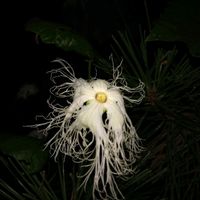 カラスウリ,カラスウリ,カラスウリ,夜のカラスウリ,朝のカラスウリの画像