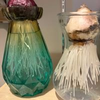 ヒヤシンス,ヒヤシンス 水耕栽培,ヒヤシンス 白,ヒヤシンス　ピンク,ヒヤシンス水栽培の画像