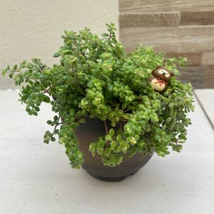 ヤブラン,ブロウメアナ,ヒューケラ,ヒューケラ キャラメル,ユーフォルビア ブラックバードの画像