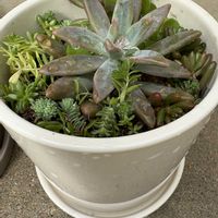 セダム,虹の玉,秀麗,森村万年草,アロマテイカスの画像