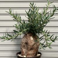 パキポディウム,パキポディウム・ビスピノーサム,塊根植物,コーデックス,花のある暮らしの画像