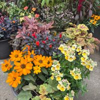 ヒューケラ,鑑賞用トウガラシ,ジニアプロフュージョン,ネメシア ネシア,寄せ植えの画像