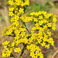 オミナエシの画像