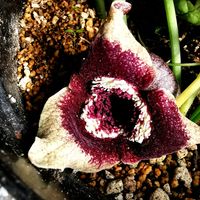 カンアオイ,かわいい,山野草,色あざやか,珍奇植物の画像