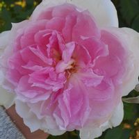 手作りの庭,バラ大好き,バラを楽しむ,咲いてくれてありがとう❤,ばら バラ 薔薇の画像