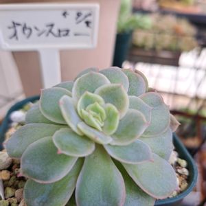 秋麗,秋麗,オウンスロー,オウンスロー,オウンスローの画像