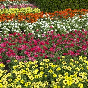 クチナシ,マリーゴールド,ヒャクニチソウ(ジニア),尼崎市上坂部西公園の画像