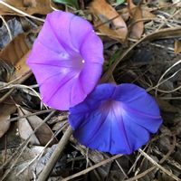 ウインターコスモス,デュランタ,ランタナ,キバナコスモス,タイワンホトトギスの画像