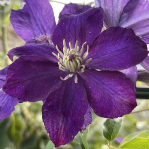 クレマチス,トリカブト,バラ,バラのアレンジ,薔薇♪の画像